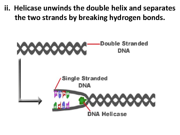 ii. Helicase unwinds the double helix and separates the two strands by breaking hydrogen