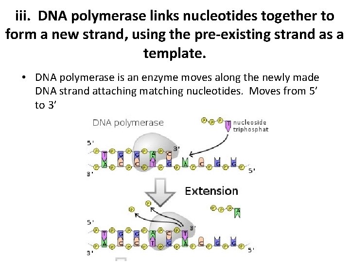 iii. DNA polymerase links nucleotides together to form a new strand, using the pre-existing