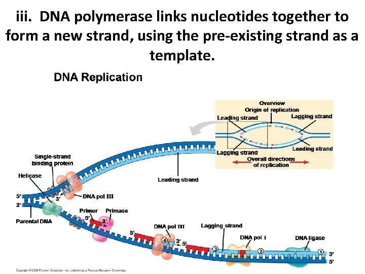 iii. DNA polymerase links nucleotides together to form a new strand, using the pre-existing