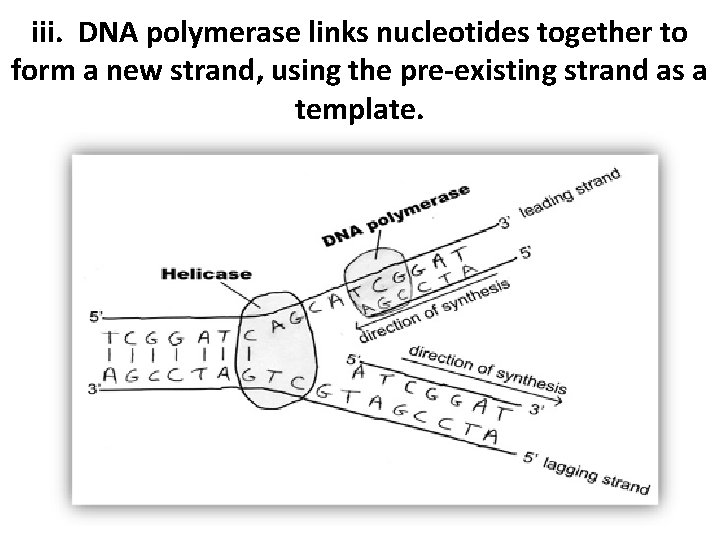 iii. DNA polymerase links nucleotides together to form a new strand, using the pre-existing