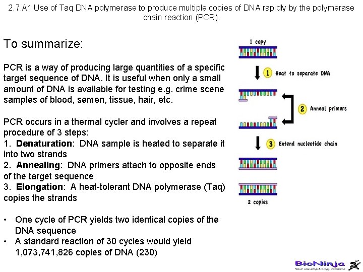 2. 7. A 1 Use of Taq DNA polymerase to produce multiple copies of
