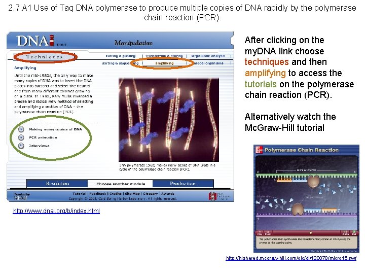 2. 7. A 1 Use of Taq DNA polymerase to produce multiple copies of