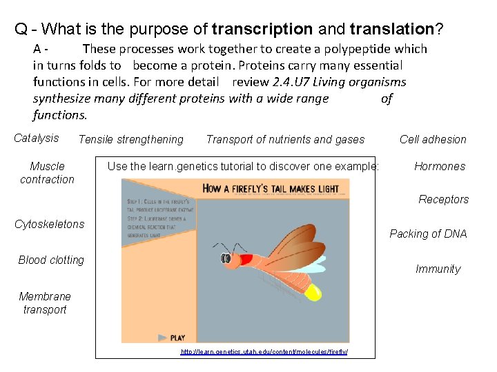 Q - What is the purpose of transcription and translation? AThese processes work together