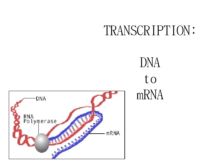TRANSCRIPTION: DNA to m. RNA 