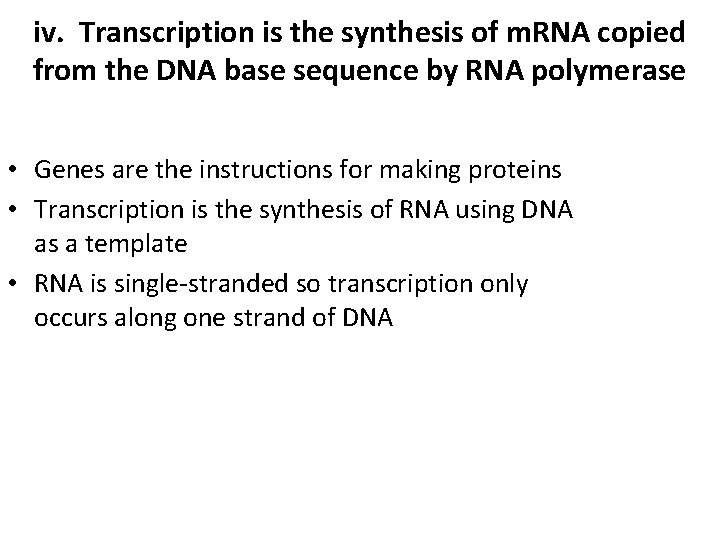 iv. Transcription is the synthesis of m. RNA copied from the DNA base sequence