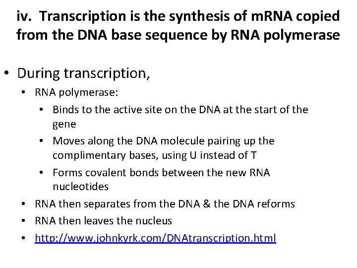 iv. Transcription is the synthesis of m. RNA copied from the DNA base sequence