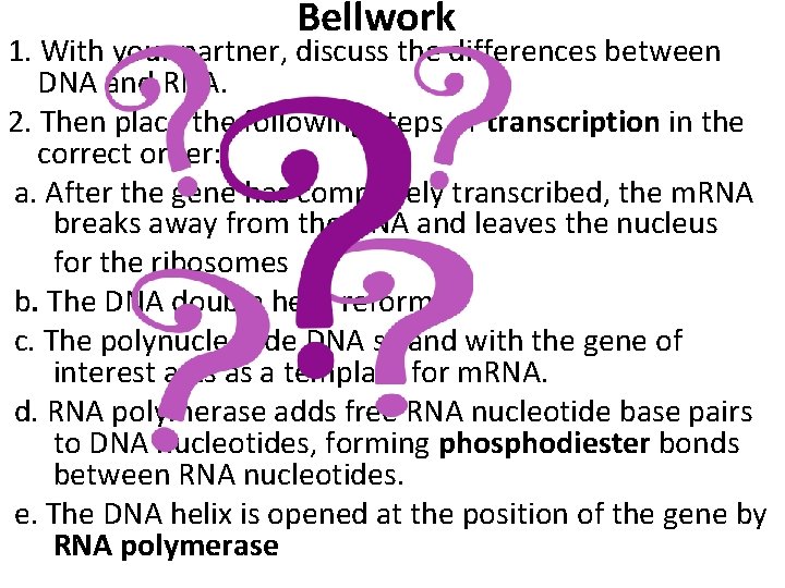 Bellwork 1. With your partner, discuss the differences between DNA and RNA. 2. Then