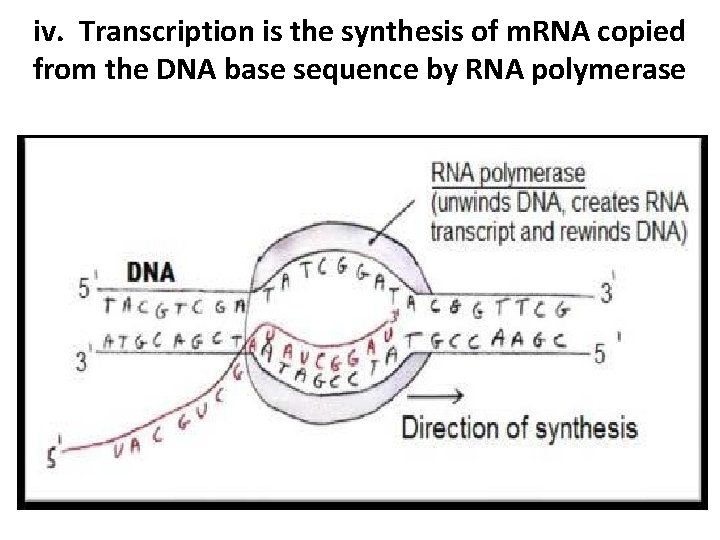 iv. Transcription is the synthesis of m. RNA copied from the DNA base sequence