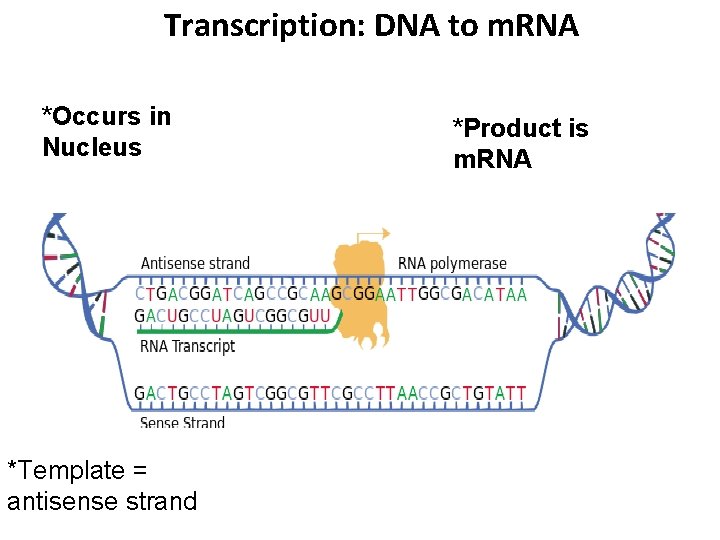 Transcription: DNA to m. RNA *Occurs in Nucleus *Template = antisense strand *Product is