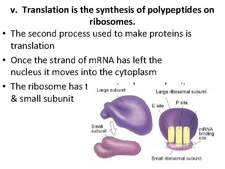 v. Translation is the synthesis of polypeptides on ribosomes. • The second process used