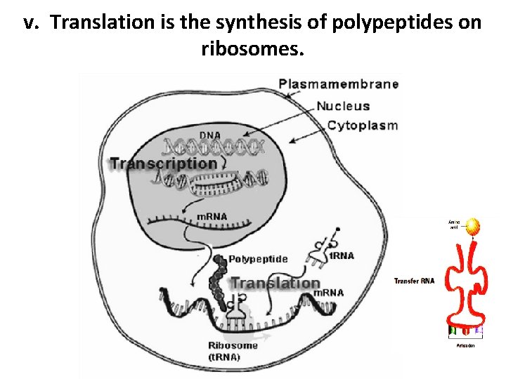 v. Translation is the synthesis of polypeptides on ribosomes. 