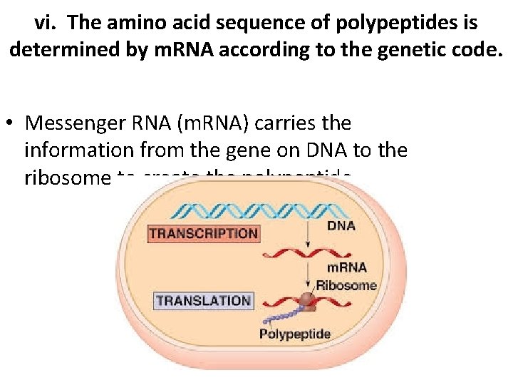 vi. The amino acid sequence of polypeptides is determined by m. RNA according to