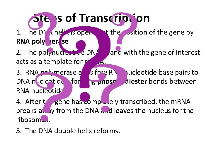 Steps of Transcription 1. The DNA helix is opened at the position of the