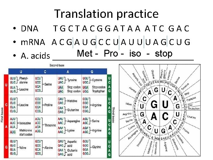Translation practice • DNA TGCTACGGATAA ATC GAC • m. RNA A C G A