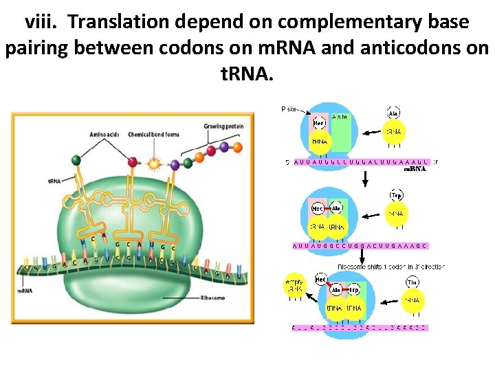 viii. Translation depend on complementary base pairing between codons on m. RNA and anticodons
