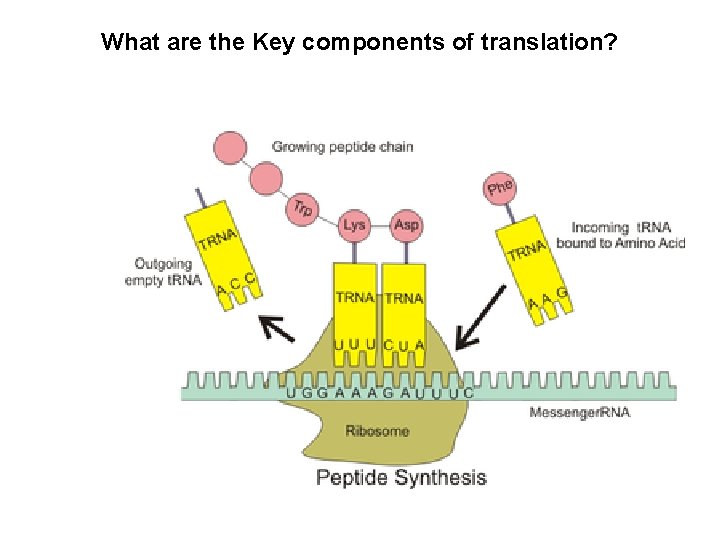 What are the Key components of translation? 
