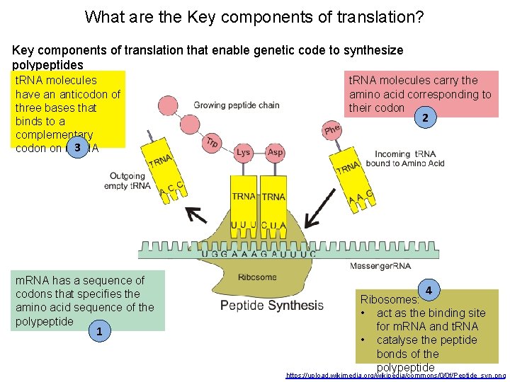 What are the Key components of translation? Key components of translation that enable genetic
