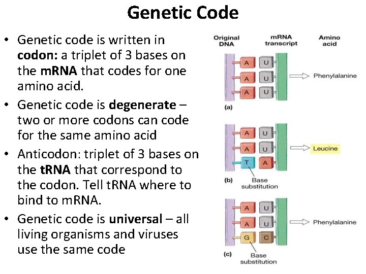 Genetic Code • Genetic code is written in codon: a triplet of 3 bases