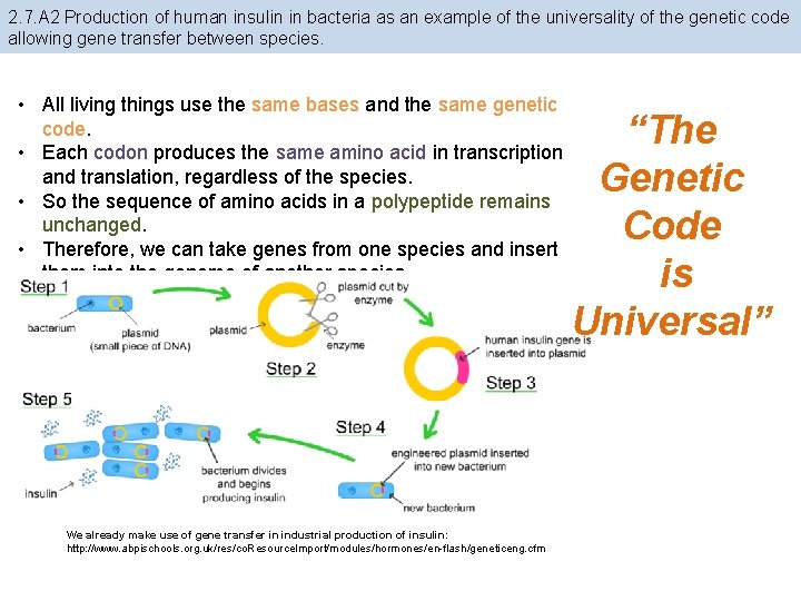 2. 7. A 2 Production of human insulin in bacteria as an example of