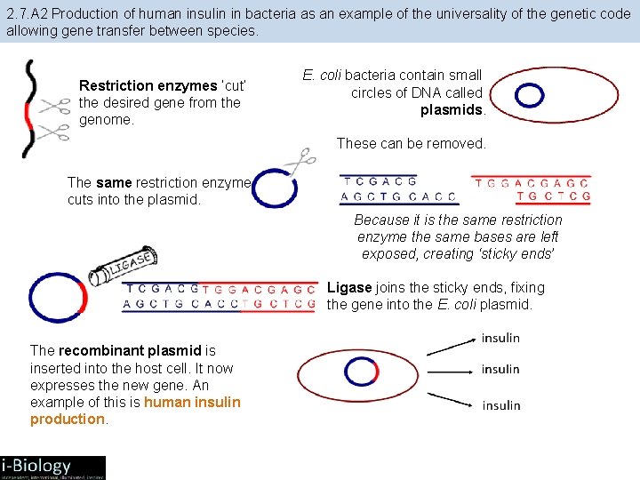 2. 7. A 2 Production of human insulin in bacteria as an example of