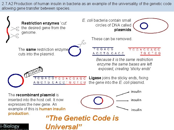 2. 7. A 2 Production of human insulin in bacteria as an example of