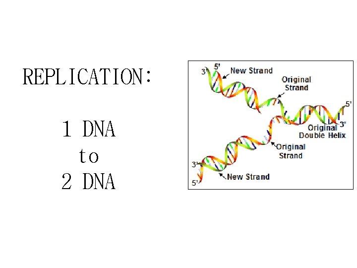 REPLICATION: 1 DNA to 2 DNA 