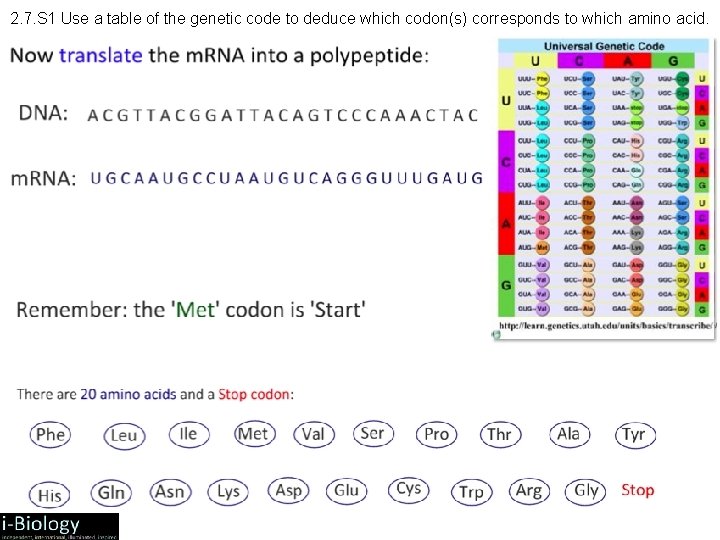 2. 7. S 1 Use a table of the genetic code to deduce which