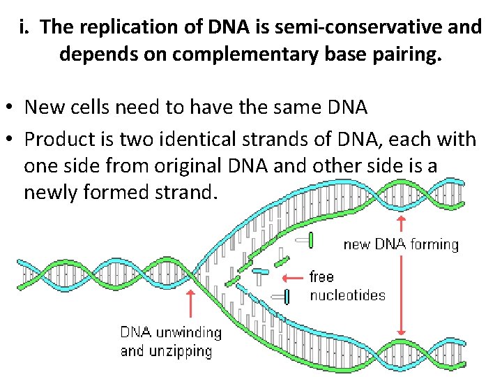 i. The replication of DNA is semi-conservative and depends on complementary base pairing. •