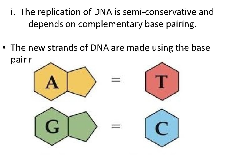 i. The replication of DNA is semi-conservative and depends on complementary base pairing. •