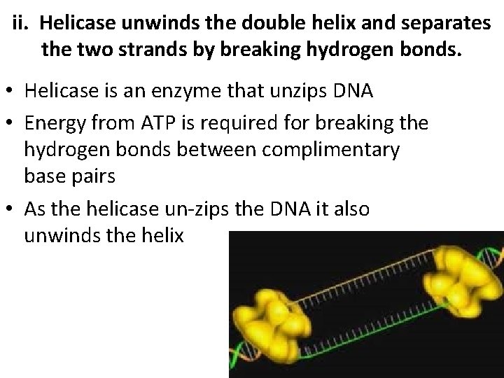 ii. Helicase unwinds the double helix and separates the two strands by breaking hydrogen