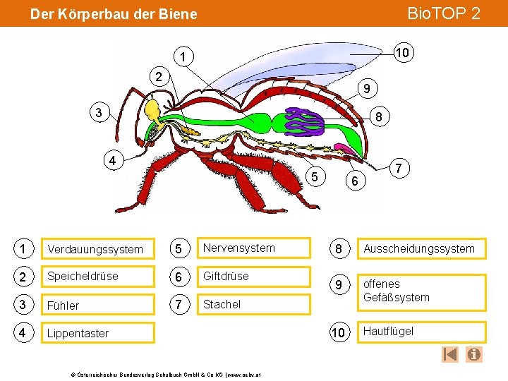 Bio. TOP 2 Der Körperbau der Biene 10 1 2 9 3 8 4