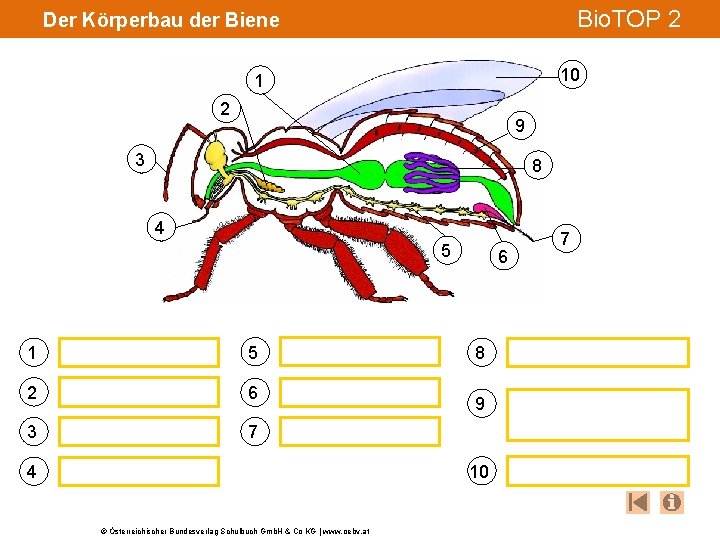 Bio. TOP 2 Der Körperbau der Biene 10 1 2 9 3 8 4