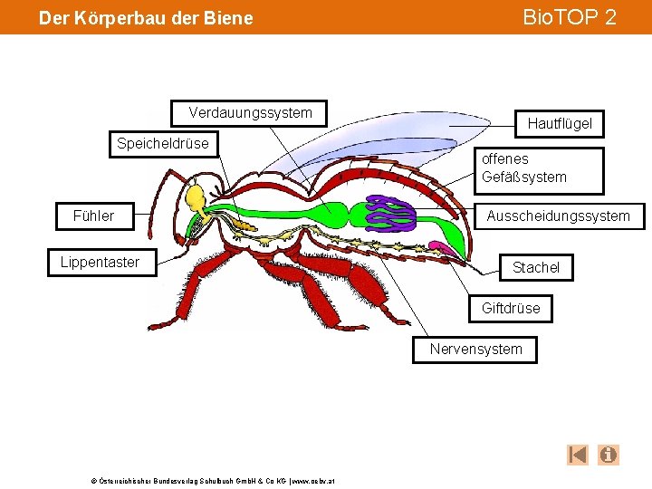 Der Körperbau der Biene Bio. TOP 2 Verdauungssystem Speicheldrüse Fühler Lippentaster Hautflügel offenes Gefäßsystem