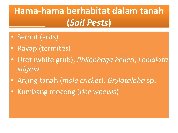 Hama-hama berhabitat dalam tanah (Soil Pests) • Semut (ants) • Rayap (termites) • Uret