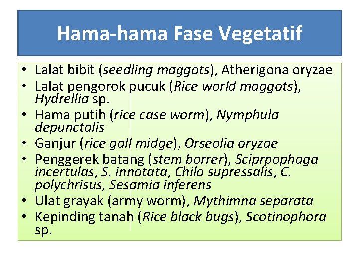 Hama-hama Fase Vegetatif • Lalat bibit (seedling maggots), Atherigona oryzae • Lalat pengorok pucuk