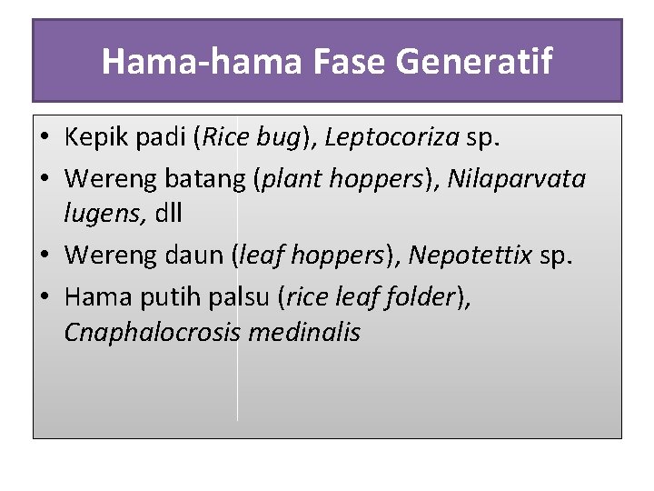 Hama-hama Fase Generatif • Kepik padi (Rice bug), Leptocoriza sp. • Wereng batang (plant