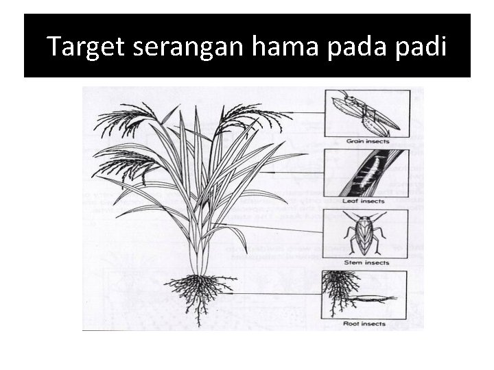 Target serangan hama padi 
