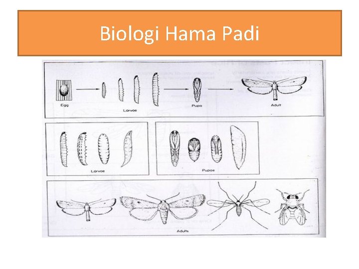 Biologi Hama Padi 