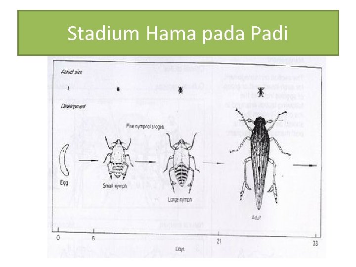 Stadium Hama pada Padi 