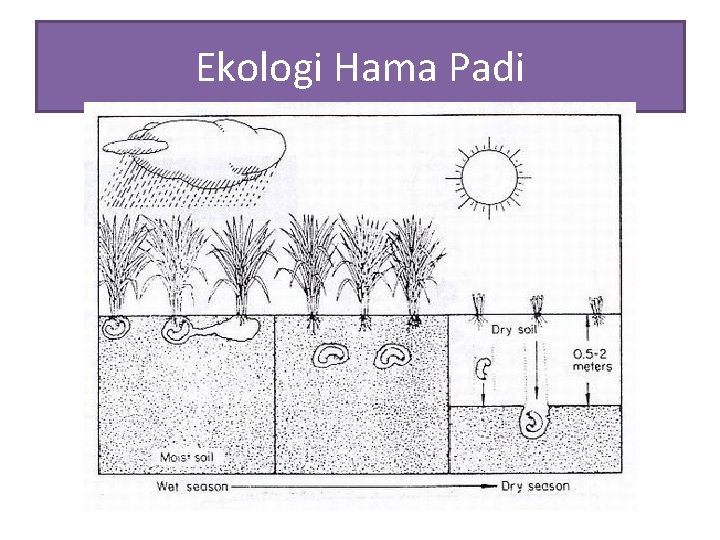 Ekologi Hama Padi 