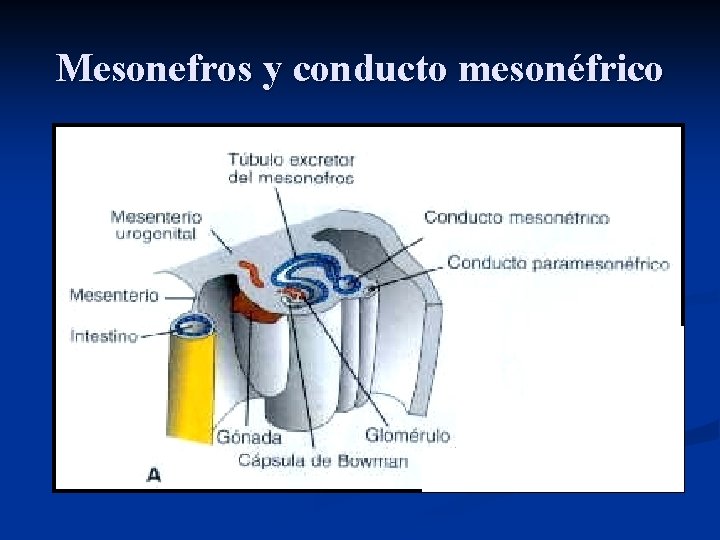 Mesonefros y conducto mesonéfrico 