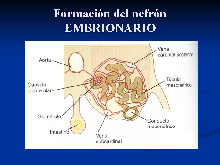 Formación del nefrón EMBRIONARIO 