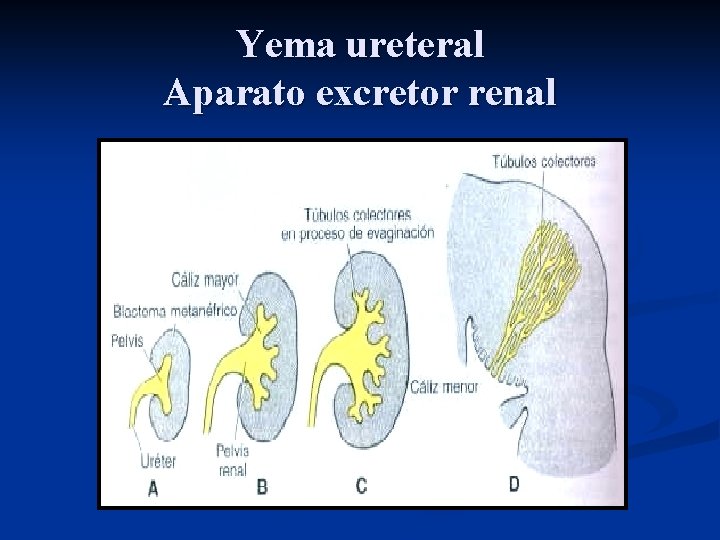 Yema ureteral Aparato excretor renal 