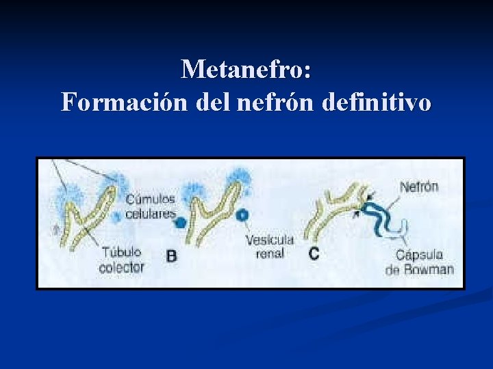 Metanefro: Formación del nefrón definitivo 