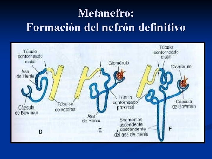 Metanefro: Formación del nefrón definitivo 