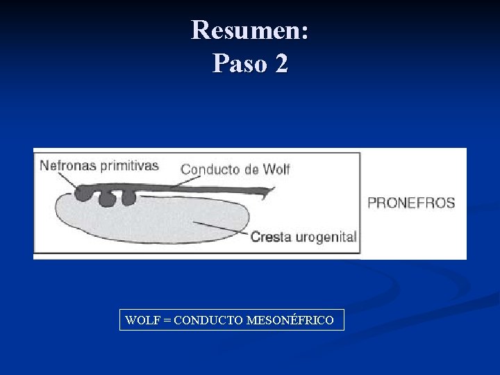 Resumen: Paso 2 WOLF = CONDUCTO MESONÉFRICO 