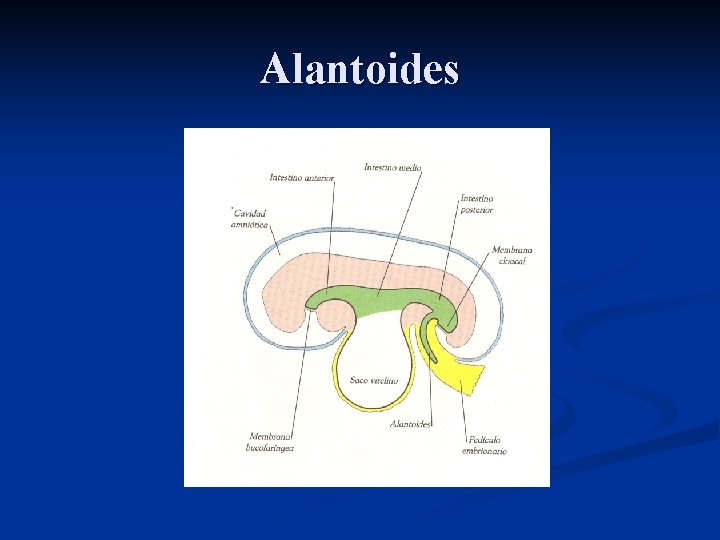 Alantoides 