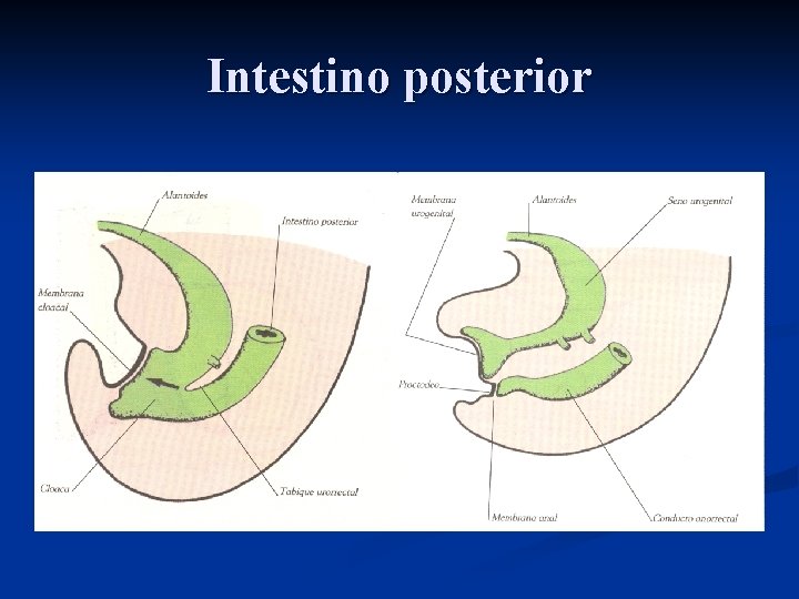 Intestino posterior 