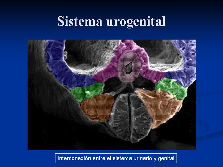 Sistema urogenital Interconexión entre el sistema urinario y genital 