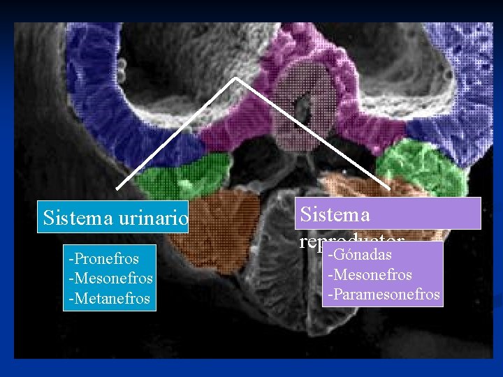 Sistema urinario -Pronefros -Mesonefros -Metanefros Sistema reproductor -Gónadas -Mesonefros -Paramesonefros 